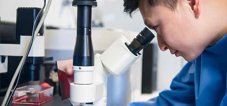 Observing the growth of cells under a microscope for biomedical research. 